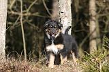 BERGER AUSTRALIEN PUPPIES 610
